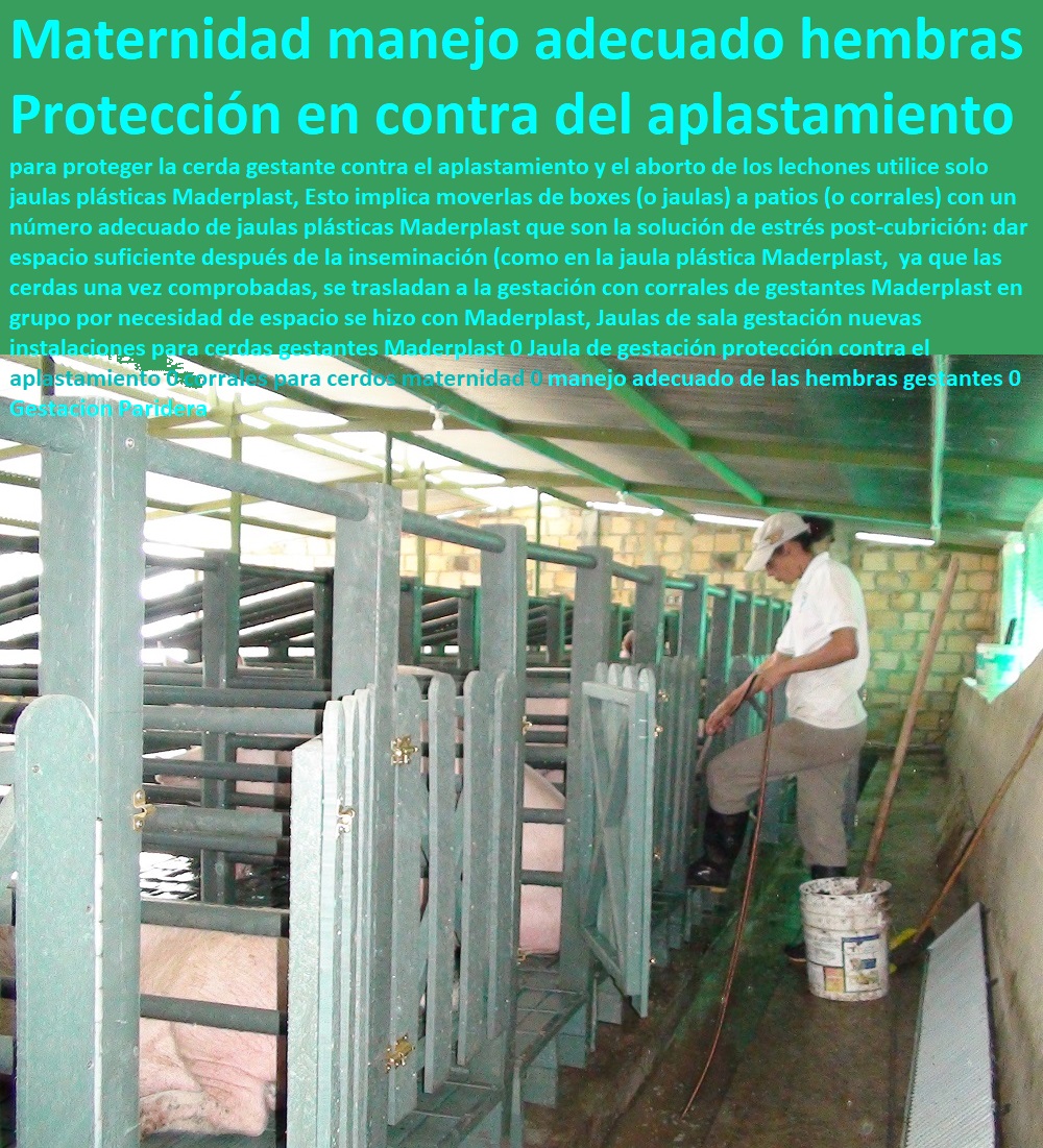 Jaulas de sala gestación nuevas instalaciones para cerdas gestantes Maderplast 0 Jaula de gestación protección contra el aplastamiento 0 corrales para cerdos maternidad 0 manejo adecuado de las hembras gestantes 0 Gestación ParideraJaulas de sala gestación nuevas instalaciones para cerdas gestantes Maderplast 0 Jaula de gestación protección contra el aplastamiento 0 corrales para cerdos maternidad 0 manejo adecuado de las hembras gestantes 0 Gestación Paridera 